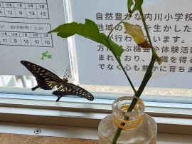 はらぺこあおむしが ちょうちょになったよ！