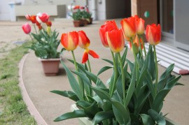 咲いた！咲いた！ボクたちのチューリップ！！