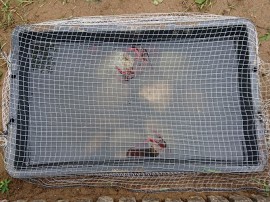 園庭にザリガニがやってきた！