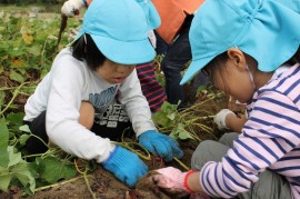 お芋をたーくさん掘ったよ！！