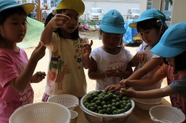 梅ジュース作りに挑戦！